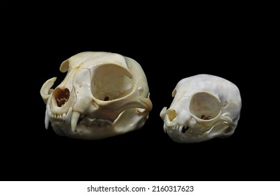 Front, side and top view of a common cat (Felis catus) skull isolated in a black background. Adult and newborn cat head bones compared in size. Cat head skull anatomy for zoology or veterinary use.