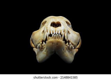 Front And Side View Of An American Stanford Dog (Canis Lupus Familiaris) Skull Bones Isolated In Black. Focus Stacked Image Of Dangerous Dog With Black Background. White Clean Skull With Teeth.