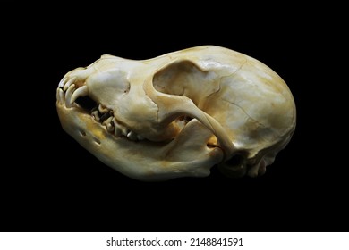 Front And Side View Of An American Stanford Dog (Canis Lupus Familiaris) Skull Bones Isolated In Black. Focus Stacked Image Of Dangerous Dog With Black Background. White Clean Skull With Teeth.