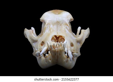 Front And Side View Of A French Bulldog (Canis Lupus Familiaris) Skull Isolated In Black. Focus Stacked Image Of Malformed Dog Bones With Black Background. White Clean Skull With Teeth.