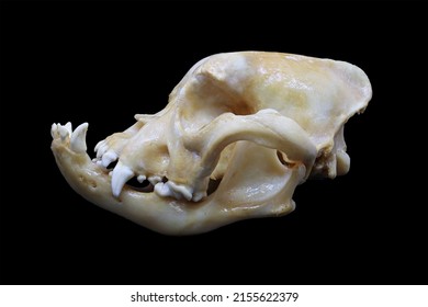 Front And Side View Of A French Bulldog (Canis Lupus Familiaris) Skull Isolated In Black. Focus Stacked Image Of Malformed Dog Bones With Black Background. White Clean Skull With Teeth.