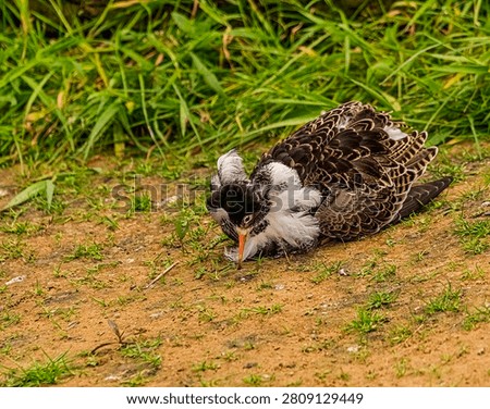 Front side view of of the lovely rough performing on the ground its mating ritual. 