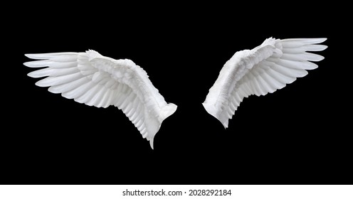Front side white wing isolated on black background