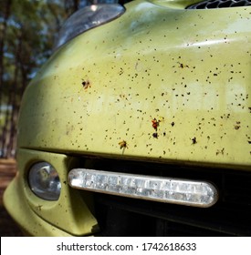 Front Spoiler Of A Car With Lot Of Dead Insects