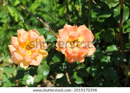 Front top photo of two apricot colored tea rose on a green garden background