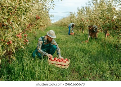 Front view 3 farmers harvest apple box squatting man work apron walk fruits box happy smiling. Around the apple orchard a lot of greenery and harvest. Fertile lands prosperous business. - Powered by Shutterstock