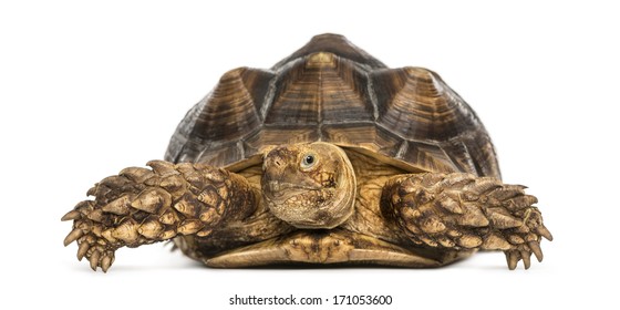 822 Tortoise Front View Images, Stock Photos & Vectors 