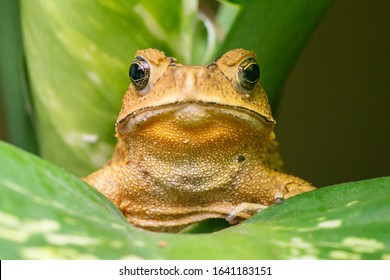 Front view of angry Asian black-spined, black-spectacled, common Sunda and Javanese toad (Chordata, Amphibia, Anura, Bufonidae, Duttaphrynus melanostictus) reveal the lower part and under mouth
