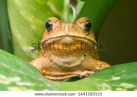 Front view of angry Asian black-spined, black-spectacled, common Sunda and Javanese toad (Chordata, Amphibia, Anura, Bufonidae, Duttaphrynus melanostictus) reveal the lower part and under mouth