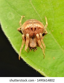 front view Araneus gemmoides cat-faced orb weaver spider on a green colour leaf