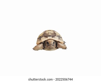 Front View Of Baby Tortoise On White Background