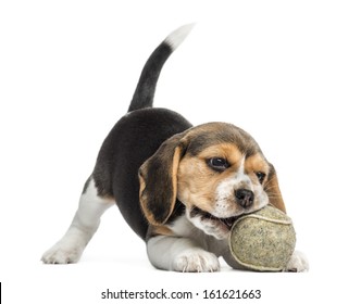 Front view of a Beagle puppy playing with a tennis ball, isolated on white