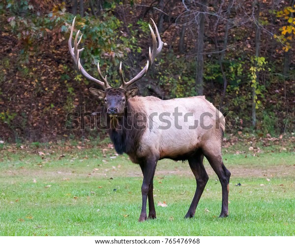 Front View Big Bull Elk Stock Photo (Edit Now) 765476968