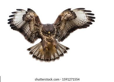 Front view of bird of prey landing isolated on white background. Common buzzard, buteo buteo, in flight cut out on blank. Powerful wild animal moving in nature.