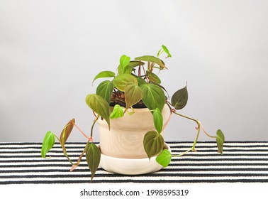 Front View Of Black Gold Philodendron Or Velour Philodendron In Plant Pot On  Black And White Stripes Table Cloth, White Background.