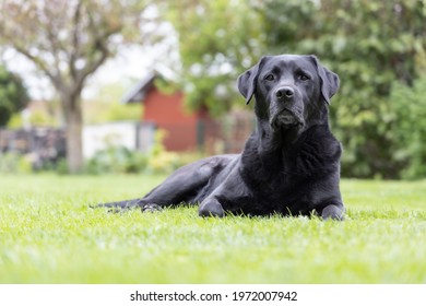 Front view of a black, senior labrador retriever dog looking at 