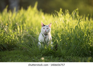 Front View Of A Black And White Domestic Shorthair Cat Standing In The High Grass In Backlight