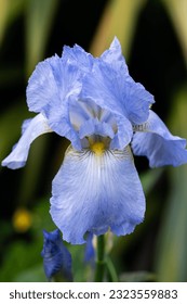 Front view of blue bearded iris flower in botanical garden in Ventnor, Isle of Wight, United Kingdom