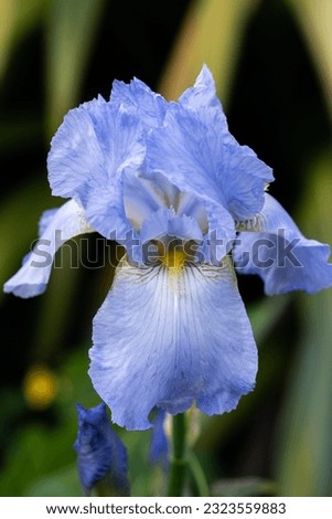 Front view of blue bearded iris flower in botanical garden in Ventnor, Isle of Wight, United Kingdom