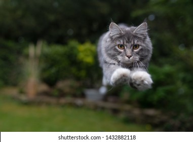 Front View Of Blue Tabby Maine Coon Cat With White Paws Jumping Towards Camera In Back Yard