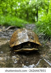 Front view of a box turtle with it’s head tucked in with a shiny glistening shell in the green woods on a spring hike 