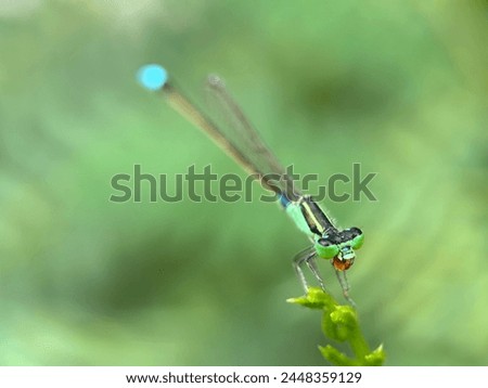 front view of a bright blue damselfly on a blurred green background
