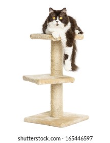 Front View Of A British Longhair Lying On Top Of A Cat Tree, Isolated On White