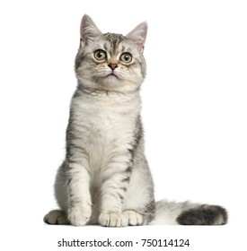 british shorthair sexual maturity months Gay older senior