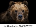 Front view of brown bear isolated on black background. Portrait of Kamchatka bear (Ursus arctos beringianus)