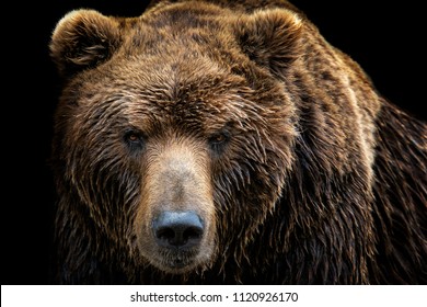 Front view of brown bear isolated on black background. Portrait of Kamchatka bear (Ursus arctos beringianus) - Shutterstock ID 1120926170