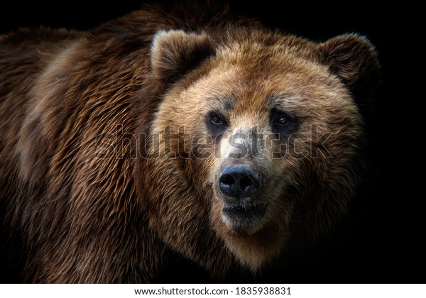 Front view of\
brown bear isolated on black background. Portrait of Kamchatka bear\
(Ursus arctos\
beringianus)
