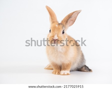 Front view of brown cute rabbit sitting on white background.