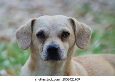 Front View Of A Brown Dog Looking At Camera