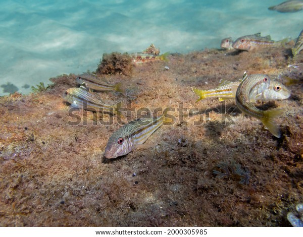 Front view of a bunch of Mullus surmuletus feeding\
on a rock, bottom feeders fishes eating over the shore rocks in\
Barcelona waters