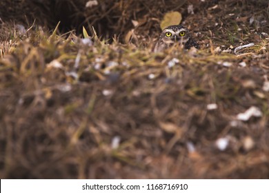 It's a front view from a Burrowing owl looking to the camera. In this photo: a brown and small owl in the ground, a yellow desaturated grass.