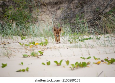 Front View Of Canis Lupus Dingo Baby Walking On A Beach Between Grass.Wild Life Concept