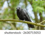 Front view of a carrion crow (Corvus corone) on a branch in a green wooded area in the Netherlands, taken in spring 2025.