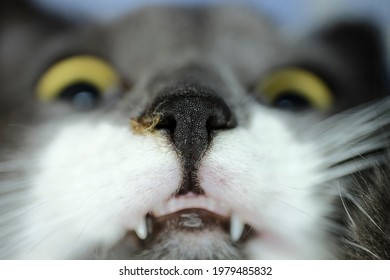 Front View Of A Cat With Focus On Nose. On The Left, Green Pus Comes From The Nose, Rhinitis. Small Depth Of Field