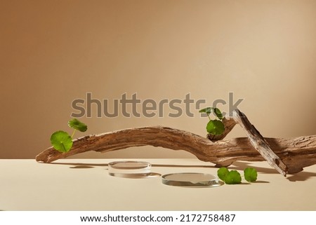 Front view of centella asiatica decorated with  transparent podium  branch tree in brown background 