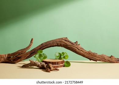 Front view of centella asiatica ( gotu kola ) decorated with branch tree in green background  - Shutterstock ID 2172758449