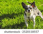 front view, close distance of, a fearsome terrier, controlled on cloth collar and leash, in a sunny, tropical field