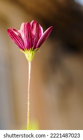 Front View, Close Up Of  Purple, Single Flower Bloom