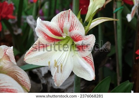 Front view close-up of Amaryllis (Hippeastrum) flower with red and white stripe petals in greenhouse. Seasonal flower wallpaper background.