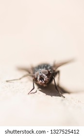 Front view close-up animal portrait of domestic fly insect on beige background.