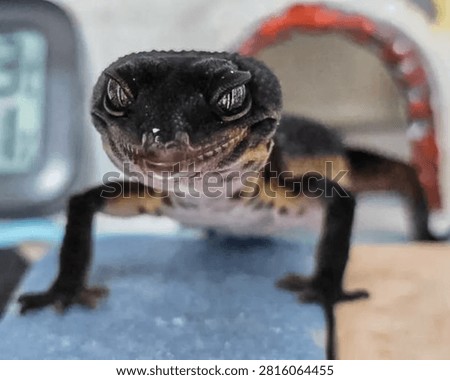 Front view close-up of a dark black leopard gecko morph looking directly at the camera.
