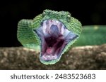 Front view closeup head of Western Bush Viper or West African Leaf Viper (Atheris clorechis). The species is a gorgeous viper from West Africa.