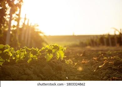 front view closeup of lone grape vine growing across a country road between vineyards in the morning with the sun at the horizon and clear sky