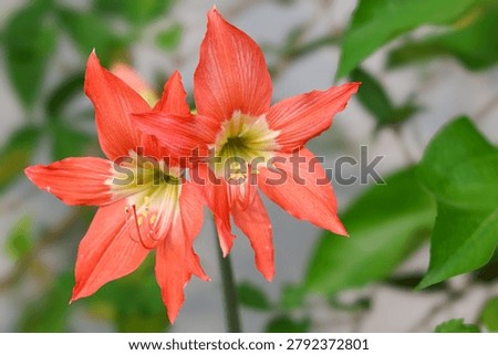 Front view close-up of a pair of beautiful orange amaryllis lily flowers blooming together with green leaves background.