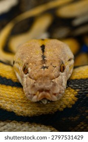 Front view close-up of a Reticulated Python head with intense eyes.