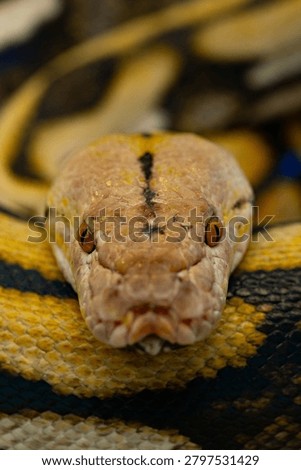 Front view close-up of a Reticulated Python head with intense eyes.